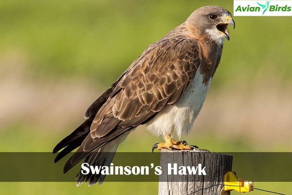 Swainson’s Hawk