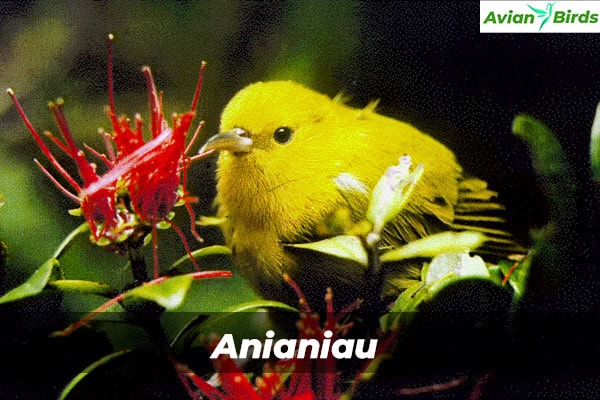 Anianiau