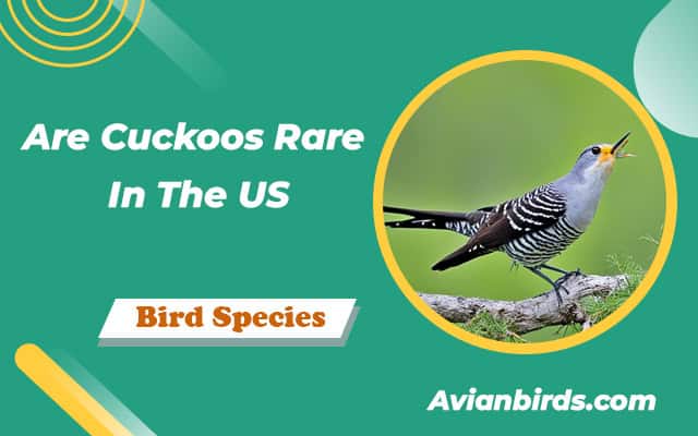 Are Cuckoos Rare In The US