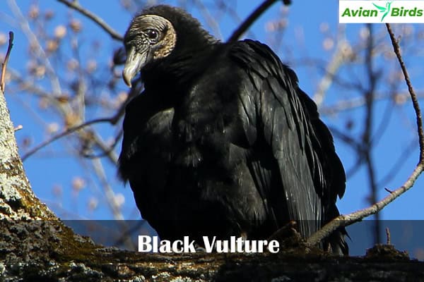 Black Vulture