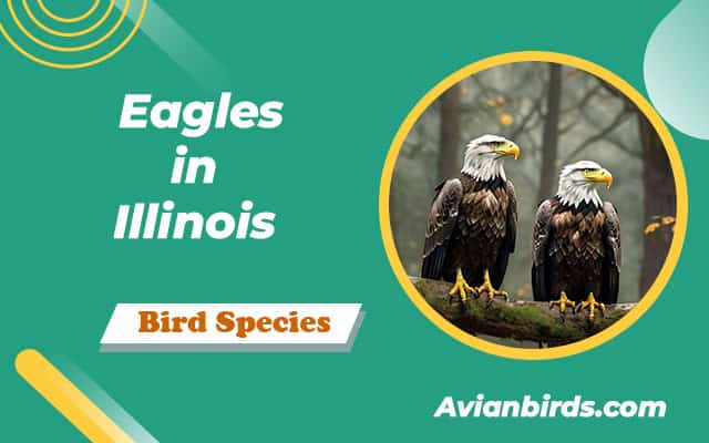 2 Types Of Eagles in Illinois (ID Guide With Pictures)