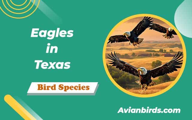 2 Types of Eagles in Texas (ID Guide With Pictures)