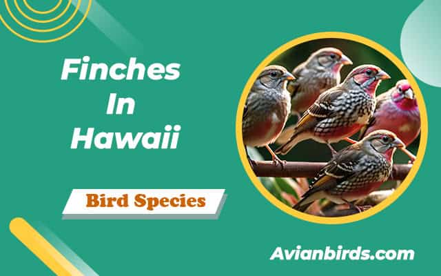 Finches In Hawaii