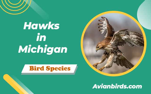 7 Types of Hawks That Live in Michigan! (ID Guide With Pictures)