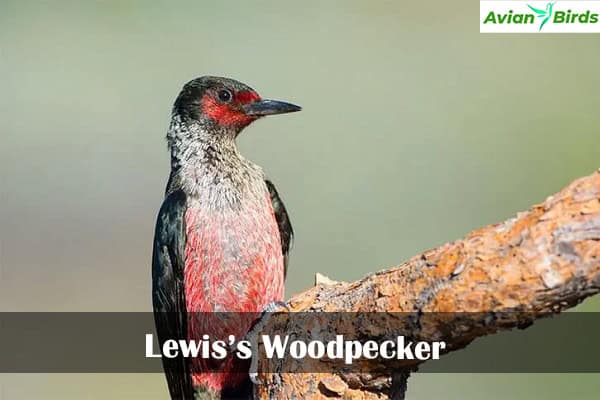 Lewis’s Woodpecker
