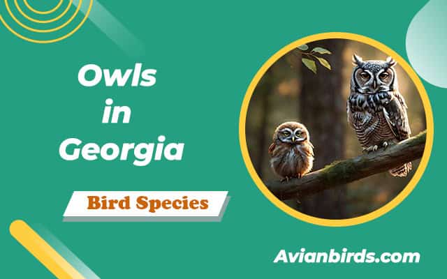 7 Types of Owls in Georgia (ID Guide With Pictures)