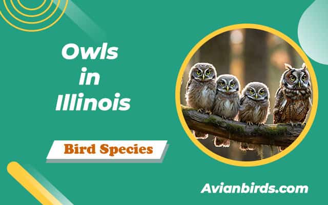 Owls in Illinois