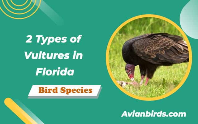 2 Types of Vultures in Florida (ID Guide With Pictures)