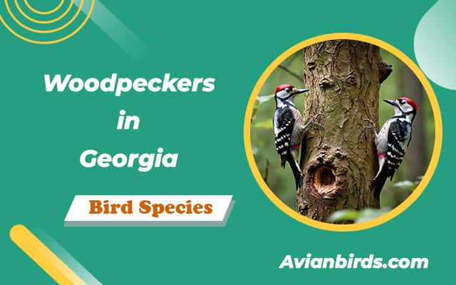 8 Types of Woodpeckers in Georgia (ID Guide With Photos)