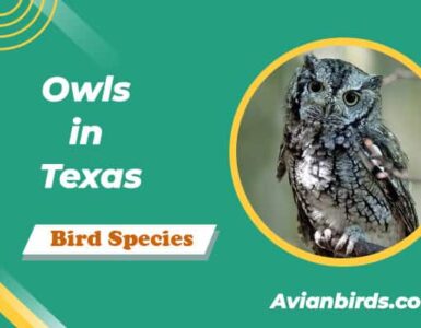 owls in texas