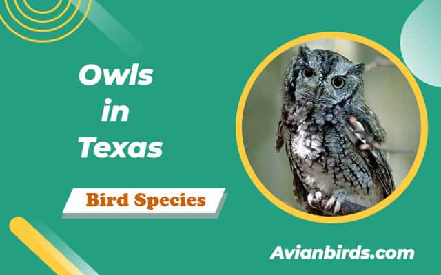 owls in texas