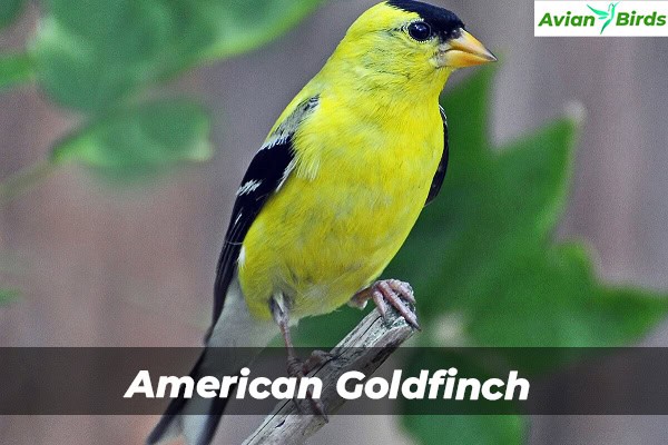 American Goldfinch