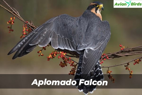 Aplomado Falcon