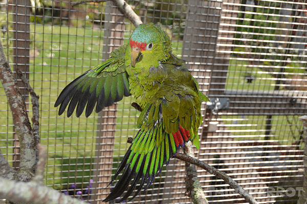 Bathing Your Parrot