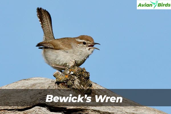 Bewick’s Wren