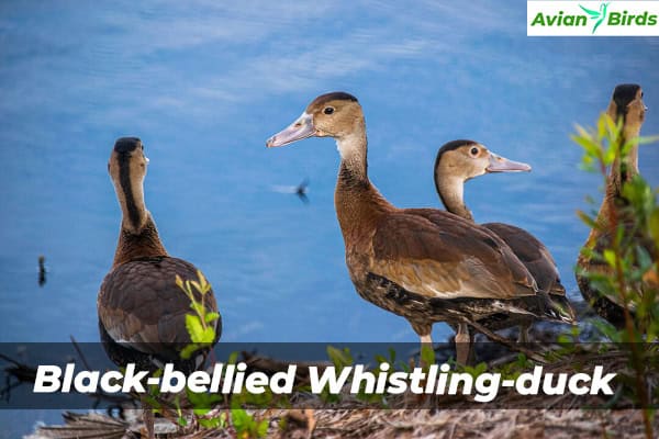 Black-bellied Whistling-duck