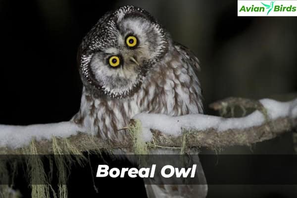 Boreal Owl