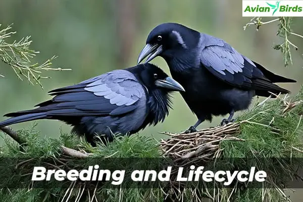 Breeding and Lifecycle