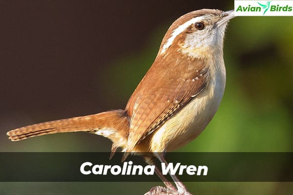 Carolina Wren