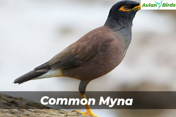 Common Myna