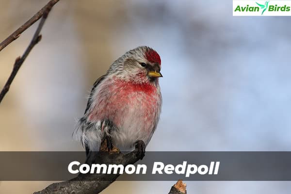 Common Redpoll