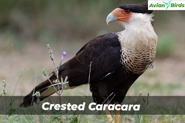 Crested Caracara