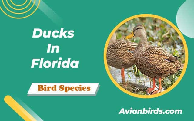 10 Types Of Ducks Found In Florida (With Pictures)