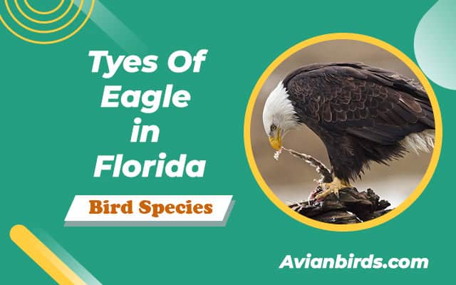 4 Types Of Eagles in Florida (With Pictures)