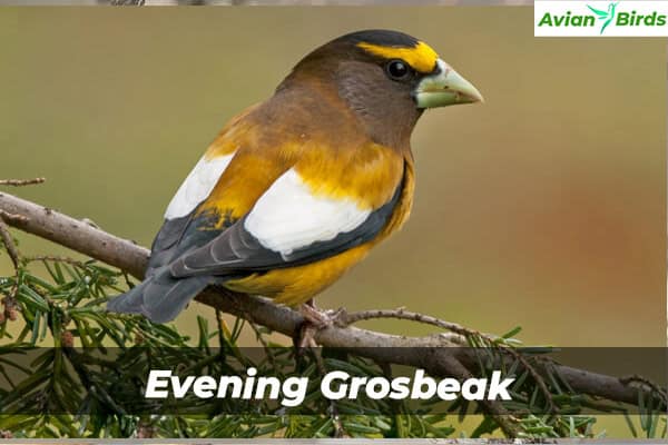 Evening Grosbeak