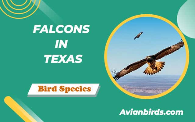 FALCONS IN TEXAS