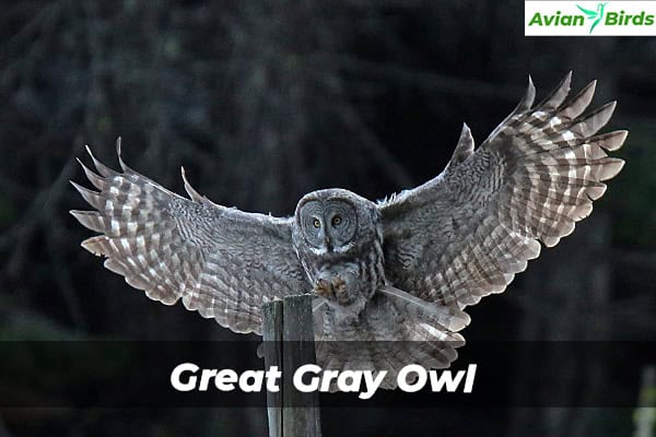 Great Gray Owl