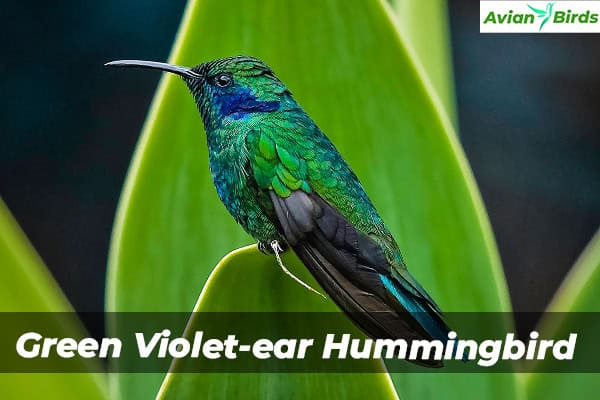 Green Violet-ear Hummingbird