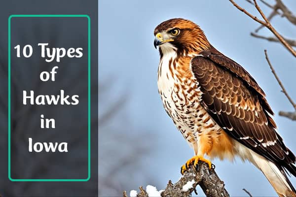 Hawks In Iowa