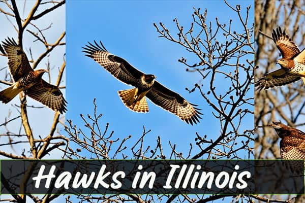 Hawks in Illinois