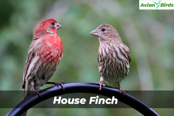 House Finch