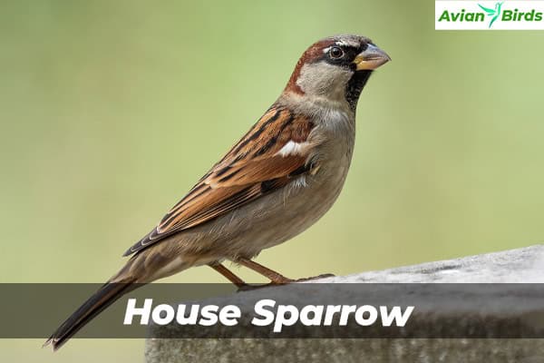 House Sparrow