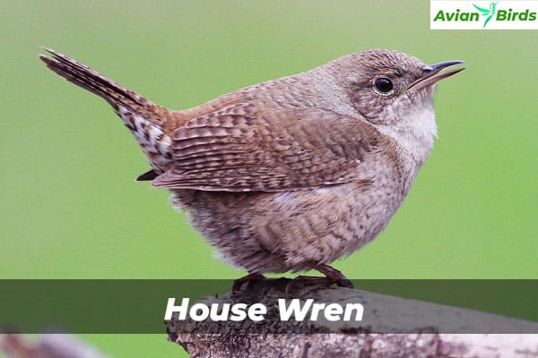 House Wren