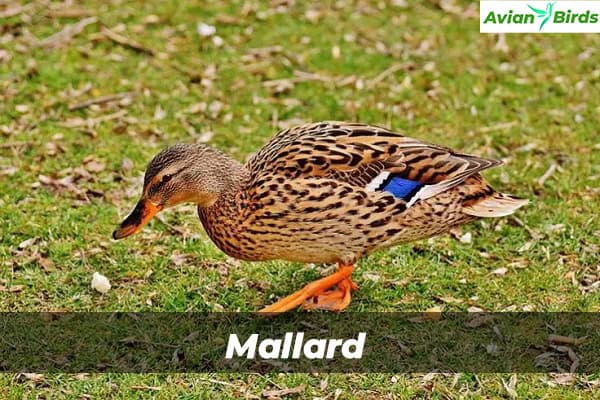 Mallard Duck