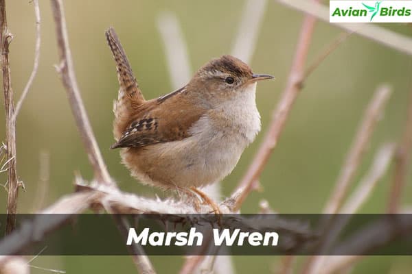 Marsh Wren