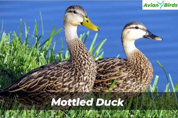 Mottled Duck