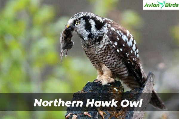 Northern Hawk Owl