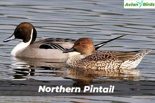 Northern Pintail