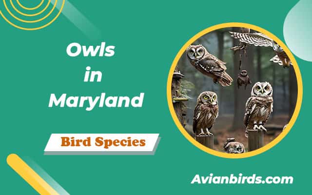 8 Owls Species That Live in Maryland! (With Pictures)