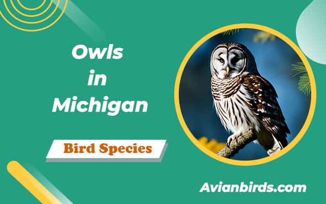 Owls in Michigan