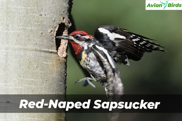 Red-Naped Sapsucker