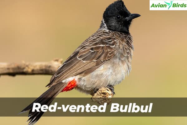 Red-vented Bulbul