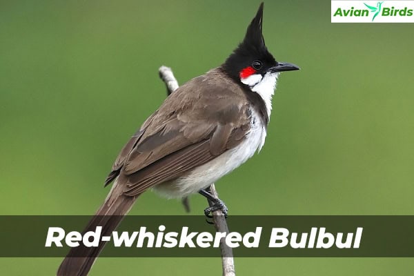 Red-whiskered Bulbul