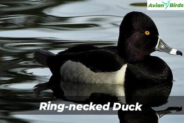 Ring-necked Duck