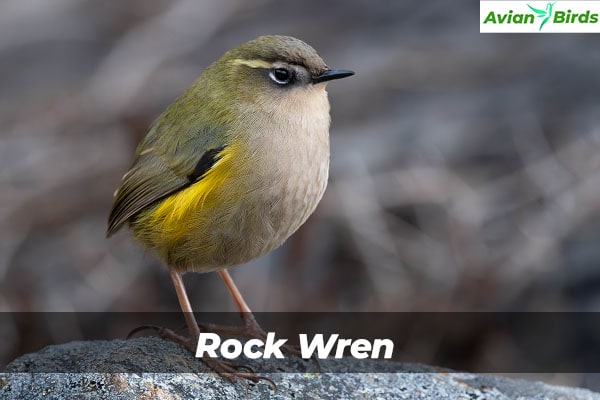 Rock Wren