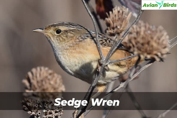 Sedge Wren